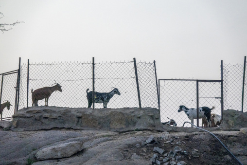 Goats standing behind a fence on a rocky hillside, Jizan provinc