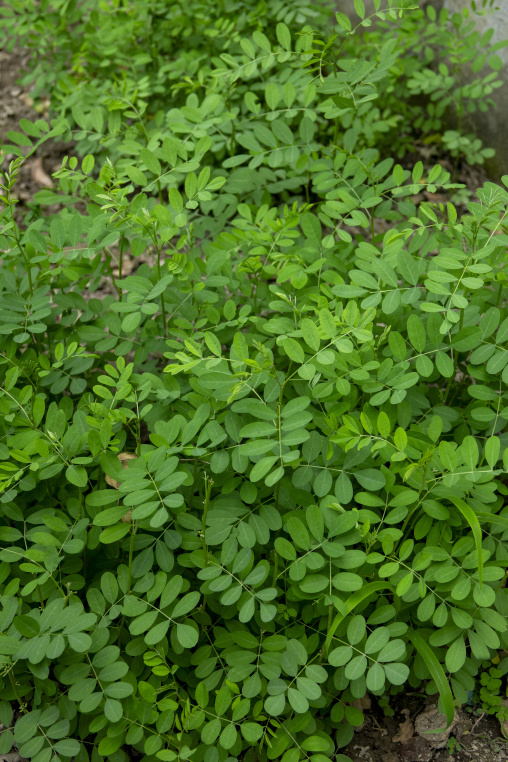 indigo plant