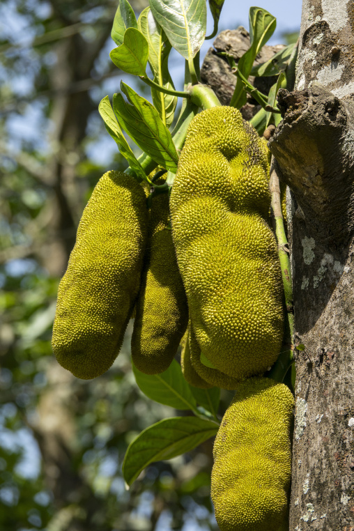 Jackfruits hanging from a tree trunk, Dhaka Division, Dhaka, Ban