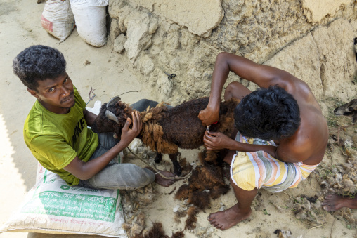 Men shearing a sheep by hand, Rajshahi Division, Tikoil, Banglad