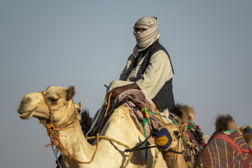 Training for camel racing in the Rub' al Khali empty quarter desert, Najran Province, Hubuna, Saudi Arabia