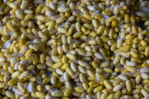 silk factory