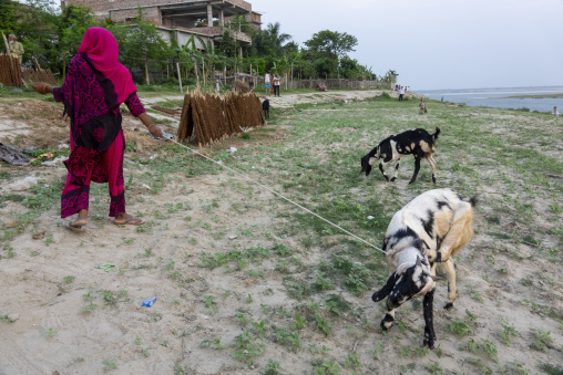 Woman leading goats on a rope along the riverbank, Dhaka Divisio