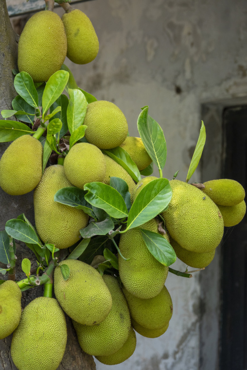 Jackfruits growing on a tree trunk, Pabna District, Rooppur, Ban