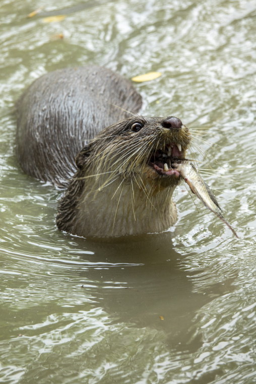 Otters to fish in the Sundarbans, Khulna Division, Narail, Bangladesh