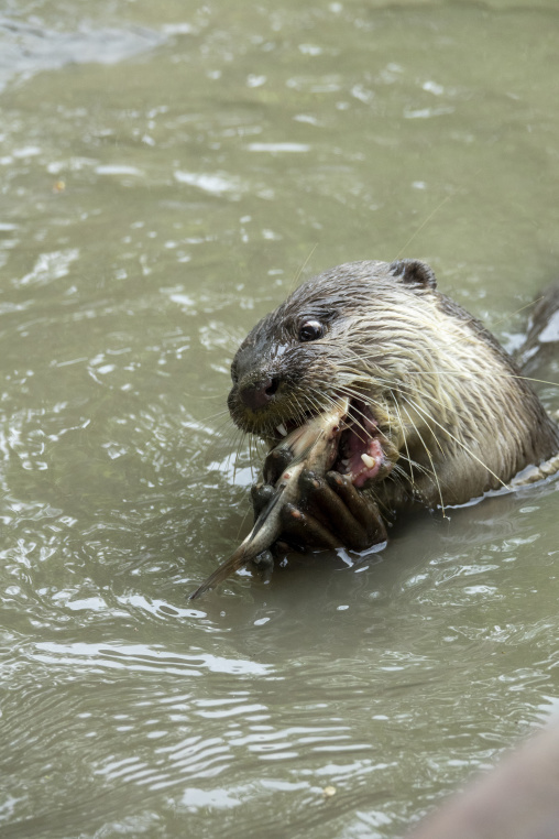 Otters to fish in the Sundarbans, Khulna Division, Narail, Bangladesh