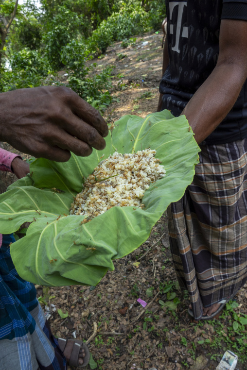 Bangladeshi men collecting ant larvae in nest in the trees, Khulna Division, Bagerhat, Bangladesh