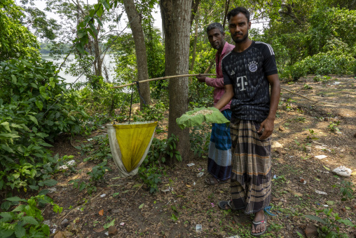 Bangladeshi men collecting ant larvae in nest in the trees, Khulna Division, Bagerhat, Bangladesh