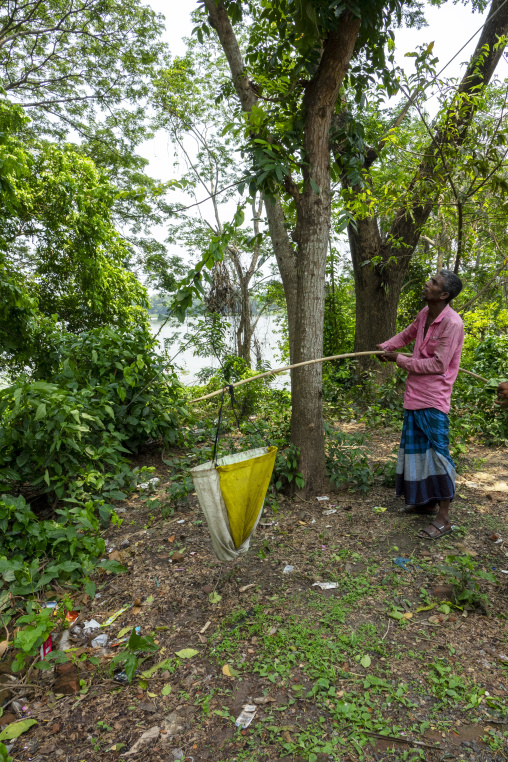 Bangladeshi men collecting ant larvae in nest in the trees, Khulna Division, Bagerhat, Bangladesh