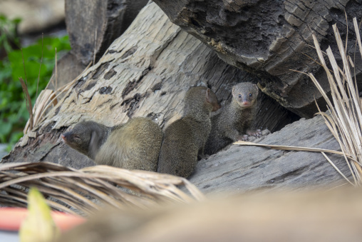 Family of Indian grey mongooses peeking out of a tree hollow, Dh