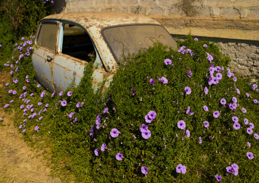 Old car covered with herbs and flowers, Central Region, Asmara, Eritrea