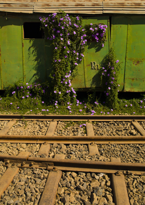 Flowers growing along an old train, Central Region, Asmara, Eritrea