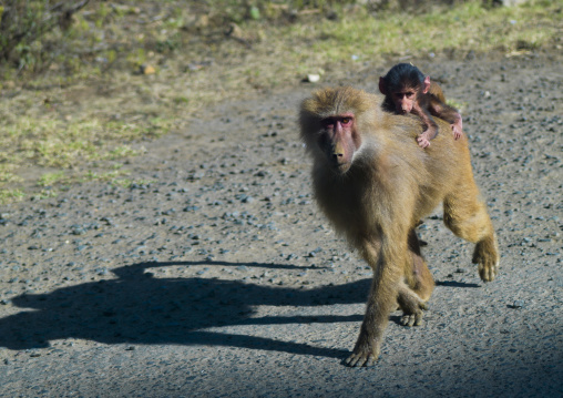 Baboon with baby on the road, Northern Red Sea, Massawa, Eritrea