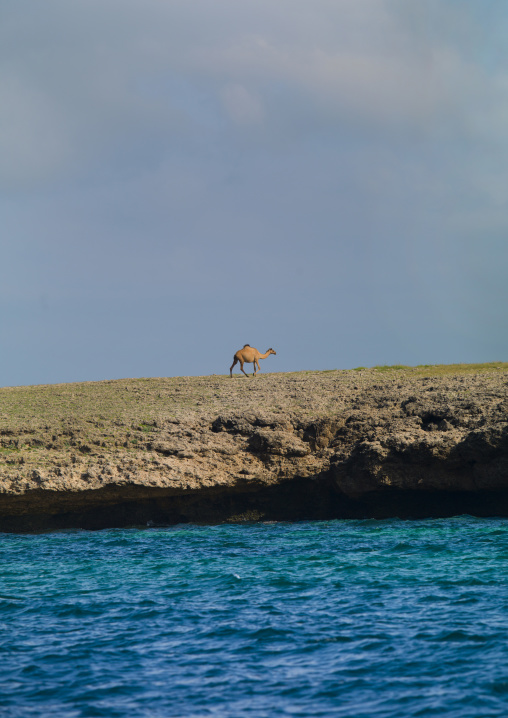 Camel on coral island, Northern Red Sea, Dahlak, Eritrea