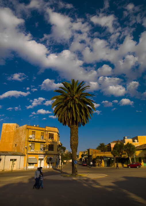Palm tree on a square, Central Region, Asmara, Eritrea