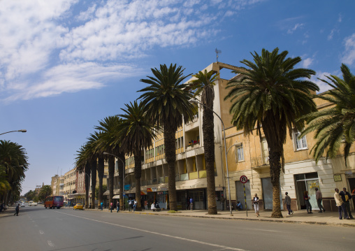 Palm trees on Harnet avenue, Central Region, Asmara, Eritrea