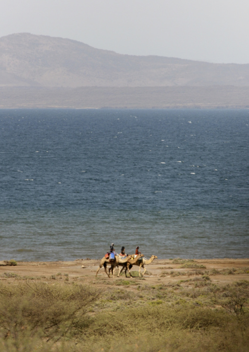 Rashaidas riding camels along the coast, Northern Red Sea, Massawa, Eritrea