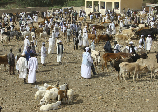 Weekly cattle market, Anseba, Keren, Eritrea