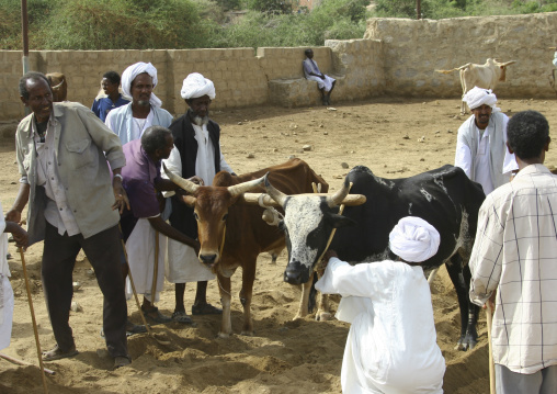 Weekly cattle market, Anseba, Keren, Eritrea