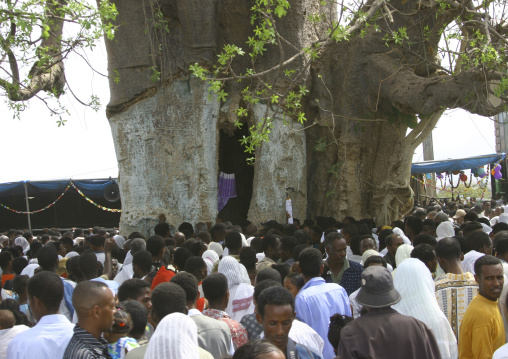 Crowd gathering around the baobab tree at festival of Mariam Dearit, Anseba, Keren, Eritrea