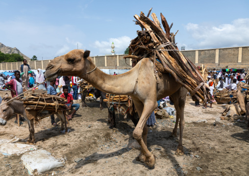Camel bringing wood for sale in the monday market, Semien-Keih-Bahri, Keren, Eritrea