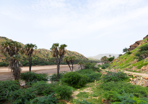 Dry river with palm trees, Gash-Barka, Agordat, Eritrea