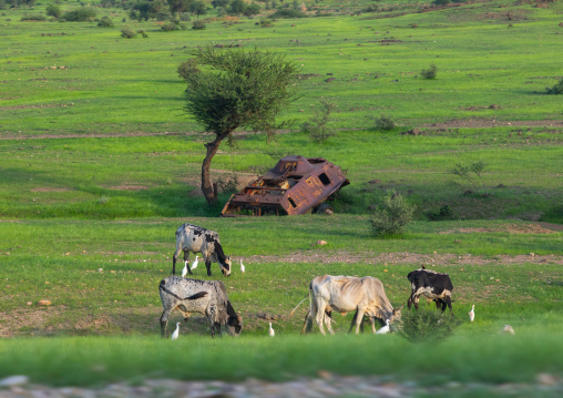 Cows in a field with a rusty tank, Gash-Barka, Barentu, Eritrea