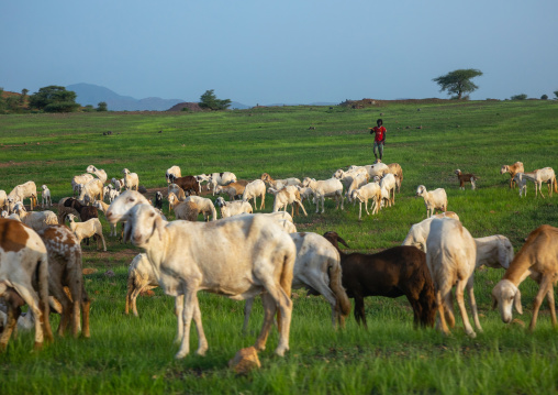 Sheeps in a green field, Gash-Barka, Barentu, Eritrea
