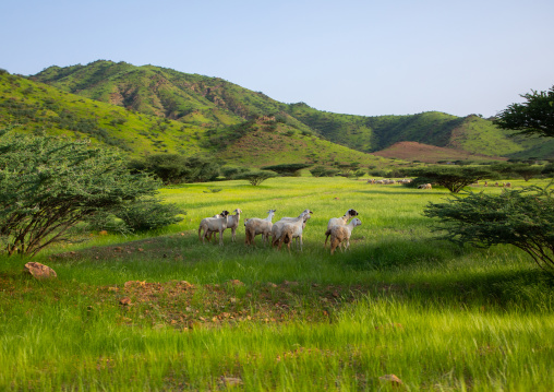 Sheeps and goats in a green field, Gash-Barka, Barentu, Eritrea