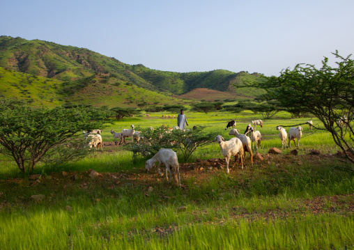 Sheeps and goats in a green field, Gash-Barka, Barentu, Eritrea
