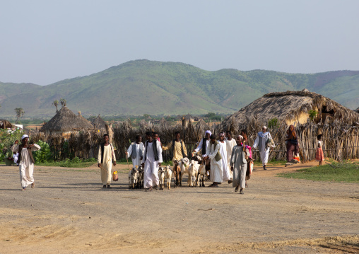 Eritrean men in the livestock market, Gash-Barka, Agordat, Eritrea