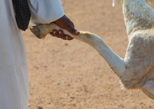 Man holding a goat in the livestock market, Gash-Barka, Agordat, Eritrea