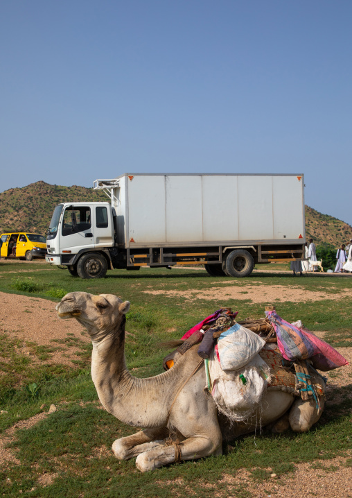 Camel in the livestock market, Gash-Barka, Agordat, Eritrea