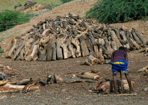 Eritrean man cutting wood used to cook, Gash-Barka, Agordat, Eritrea