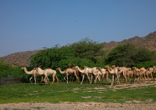 herd of Camels in a green field, Gash-Barka, Agordat, Eritrea