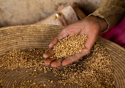 Woman hand with wheat grains, Central region, Asmara, Eritrea