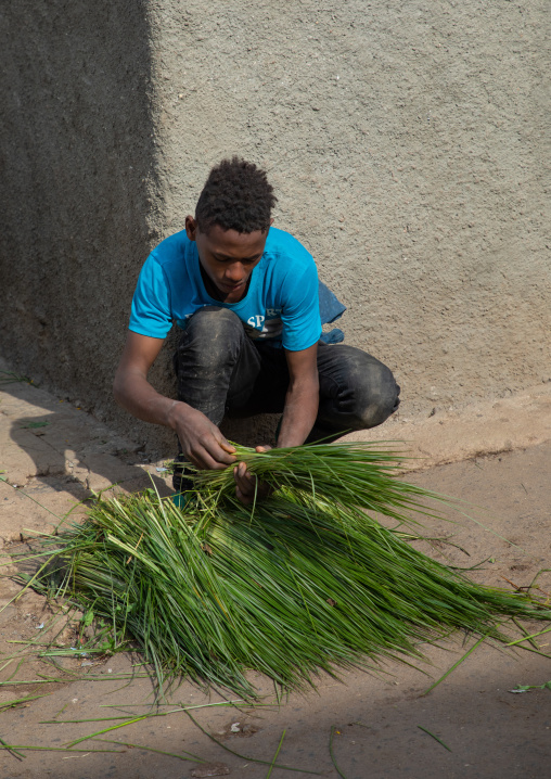 Eritrean man selling grass for an orthodox celebration, Central region, Asmara, Eritrea
