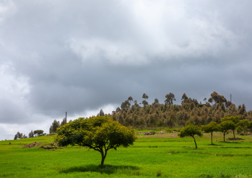 trees in a Green landscape, Central region, Asmara, Eritrea