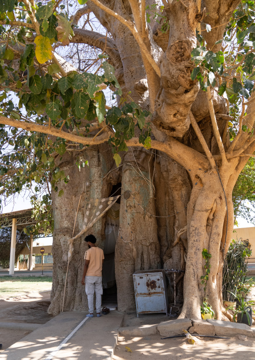 Black virgin in Baobab At Mariam Dearit, Semien-Keih-Bahri, Keren, Eritrea
