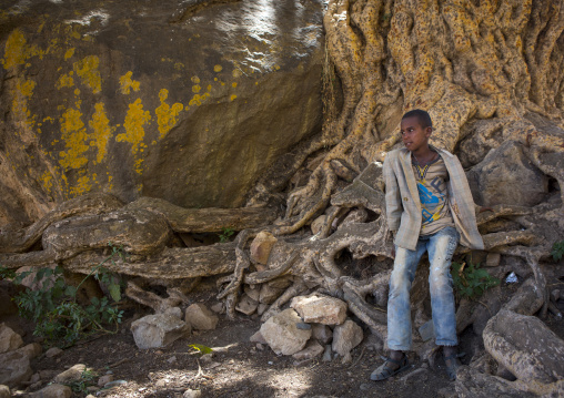 Eritrean child sitting on the roots of a huge tree, Debub, Senafe, Eritrea