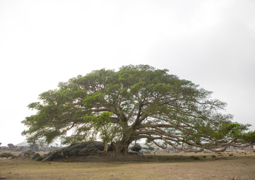 Sycamore tree, Debub, Senafe, Eritrea