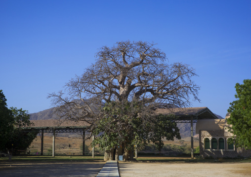 Baobab with the Black virgin inside at Mariam Dearit, Anseba, Keren, Eritrea