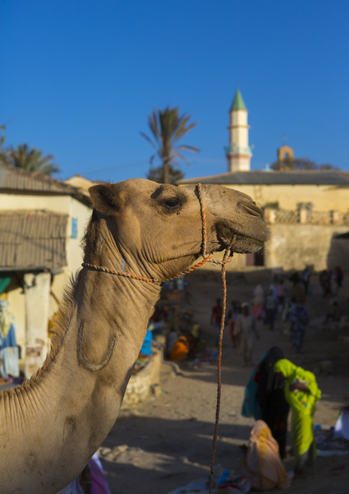 Monday camel market, Anseba, Keren, Eritrea