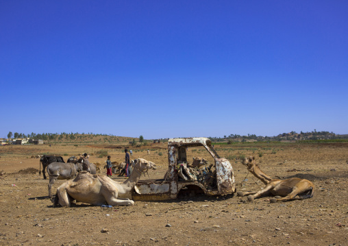 Camels standing near old cars, Debub, Mendefera, Eritrea