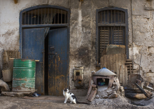 Cat in front of an old house, Northern Red Sea, Massawa, Eritrea