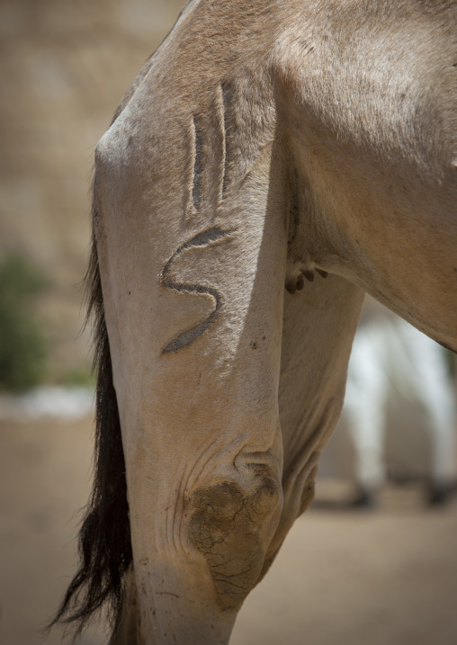 Onwer logo on the leg of a camel, Anseba, Keren, Eritrea