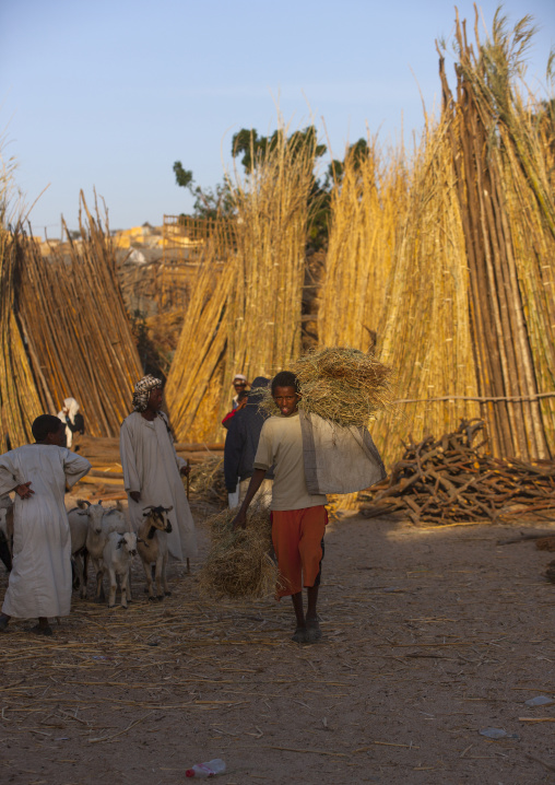 Eritrean men in the wood market, Anseba, Keren, Eritrea