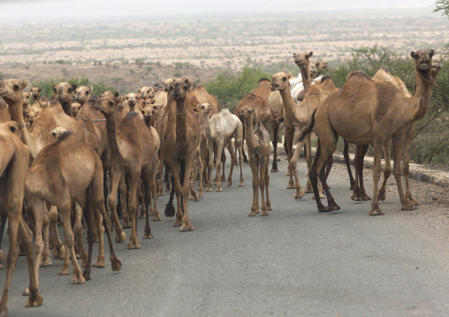 Camels on Asmara Massawa road, Northern Red Sea, Massawa, Eritrea