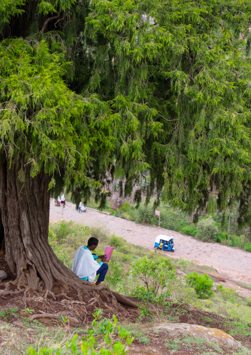Ethiopian man reading a book under a big tree, Amhara Region, Lalibela, Ethiopia