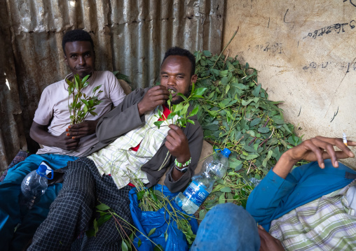 Ethiopian men chewing khat, Harari Region, Awaday, Ethiopia